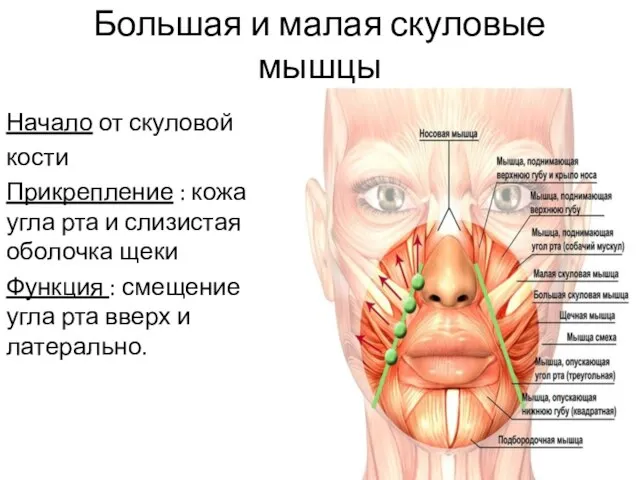 Большая и малая скуловые мышцы Начало от скуловой кости Прикрепление :