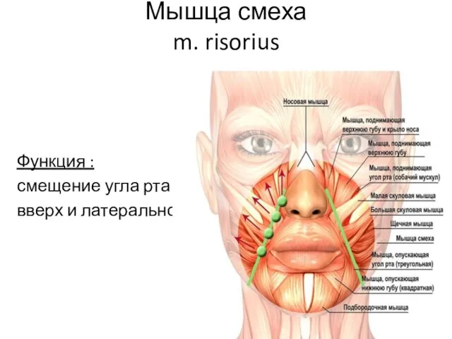 Мышца смеха m. risorius Функция : смещение угла рта вверх и латерально.