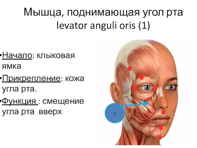 Мышца, поднимающая угол рта levator anguli oris (1) Начало: клыковая ямка