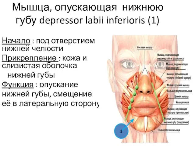 Мышца, опускающая нижнюю губу depressor labii inferioris (1) Начало : под