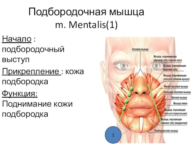 Подбородочная мышца m. Mentalis(1) Начало : подбородочный выступ Прикрепление : кожа