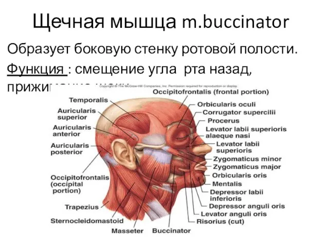 Щечная мышца m.buccinator Образует боковую стенку ротовой полости. Функция : смещение угла рта назад, прижимание щеки.