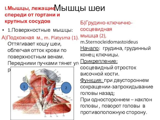 Мышцы шеи I.Мышцы, лежащие спереди от гортани и крупных сосудов 1.Поверхностные