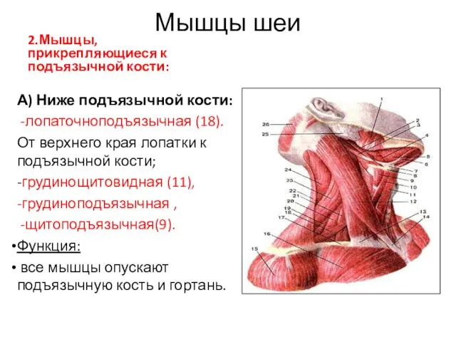 Мышцы шеи 2.Мышцы, прикрепляющиеся к подъязычной кости: А) Ниже подъязычной кости: