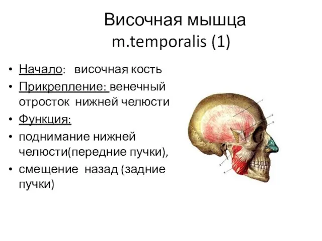 Височная мышца m.temporalis (1) Начало: височная кость Прикрепление: венечный отросток нижней