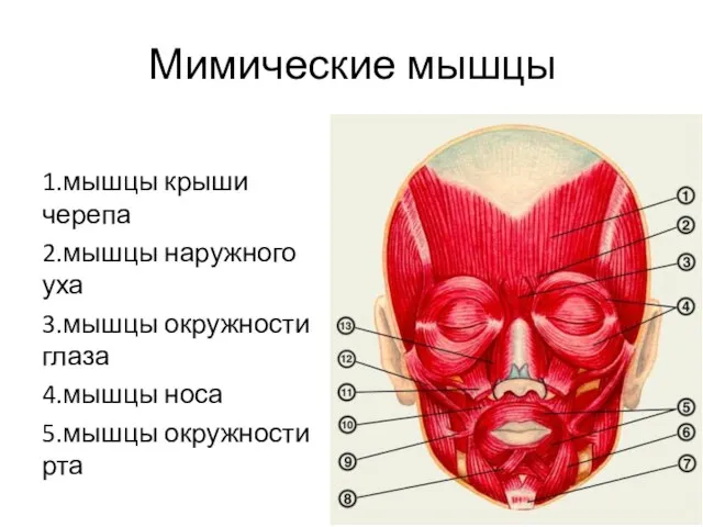 Мимические мышцы 1.мышцы крыши черепа 2.мышцы наружного уха 3.мышцы окружности глаза 4.мышцы носа 5.мышцы окружности рта