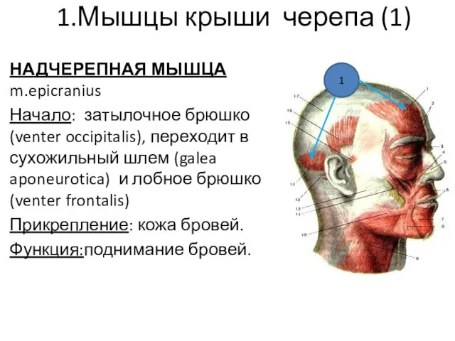 1.Мышцы крыши черепа (1) НАДЧЕРЕПНАЯ МЫШЦА m.epicranius Начало: затылочное брюшко (venter