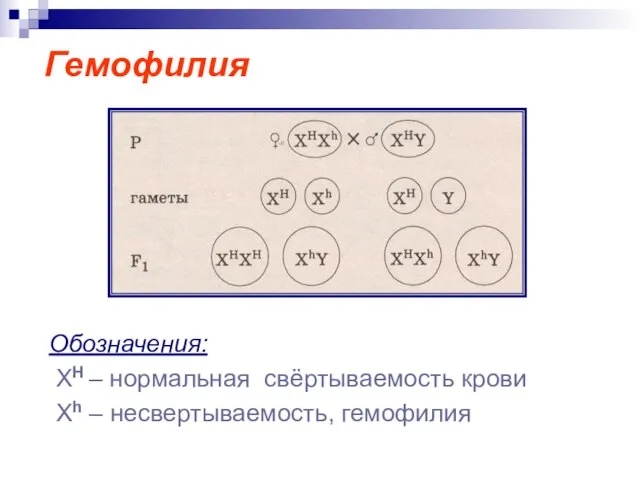 Гемофилия Обозначения: ХН – нормальная свёртываемость крови Xh – несвертываемость, гемофилия