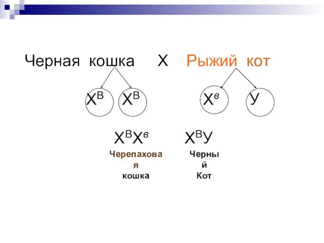 Р ХВХВ ХвУ Черная кошка Х Рыжий кот Гаметы ХВ ХВ