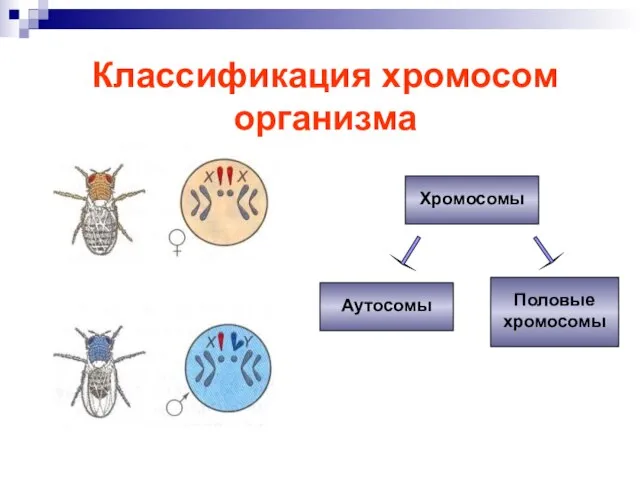 Классификация хромосом организма Хромосомы Аутосомы Половые хромосомы