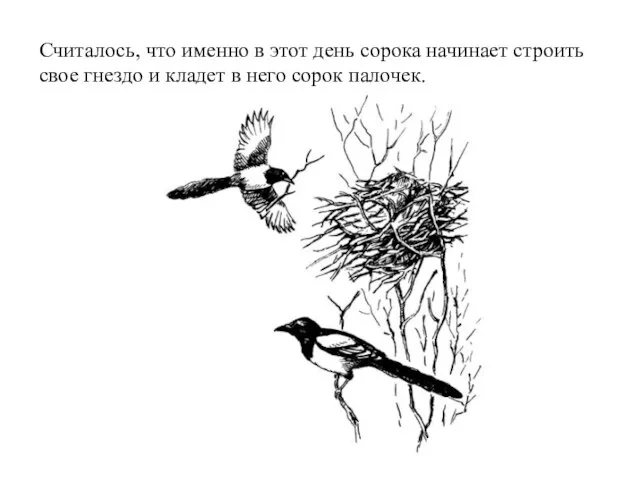 Считалось, что именно в этот день сорока начинает строить свое гнездо