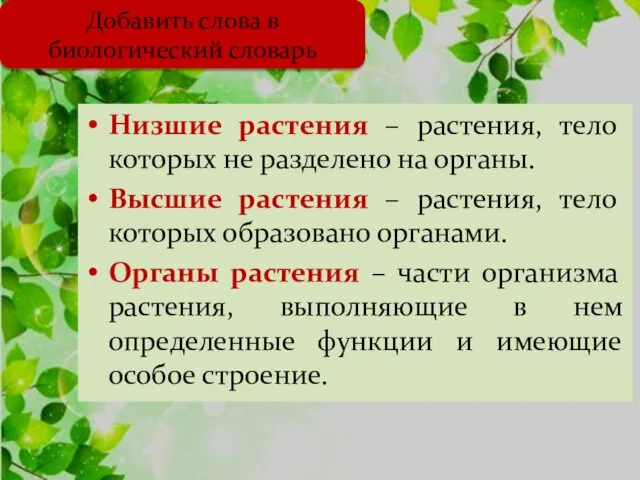 Низшие растения – растения, тело которых не разделено на органы. Высшие