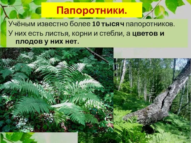 Папоротники. Учёным известно более 10 тысяч папоротников. У них есть листья,