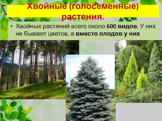 Хвойные (голосеменные) растения. Хвойных растений всего около 600 видов. У них