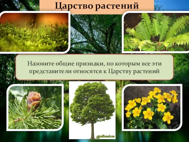 Царство растений Назовите общие признаки, по которым все эти представители относятся к Царству растений