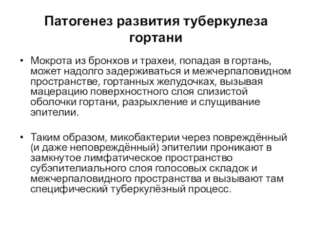 Патогенез развития туберкулеза гортани Мокрота из бронхов и трахеи, попадая в