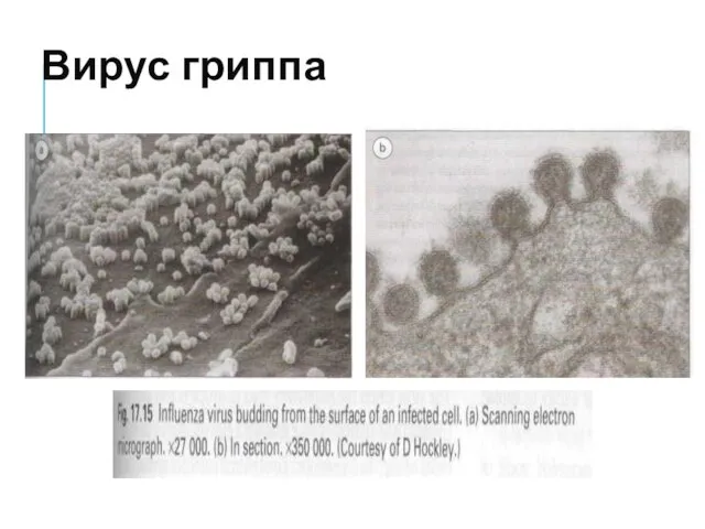 Вирус гриппа