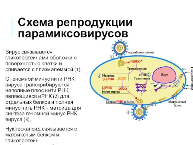 Схема репродукции парамиксовирусов Вирус связывается гликопротеинами оболочки с поверхностью клетки и