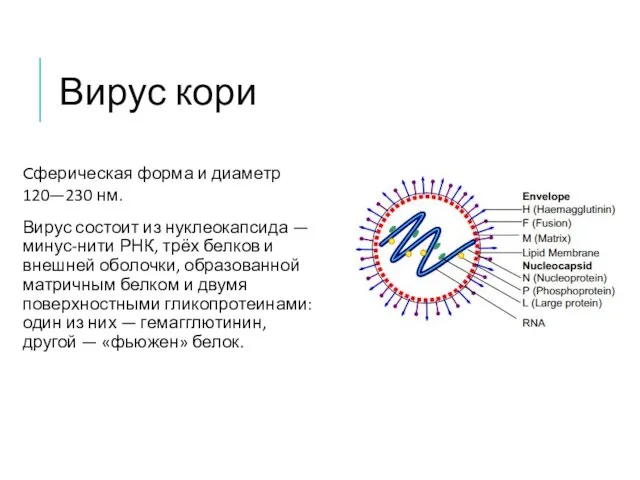 Вирус кори Cферическая форма и диаметр 120—230 нм. Вирус состоит из