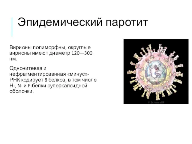 Эпидемический паротит Вирионы полиморфны, округлые вирионы имеют диаметр 120—300 нм. Однонитевая