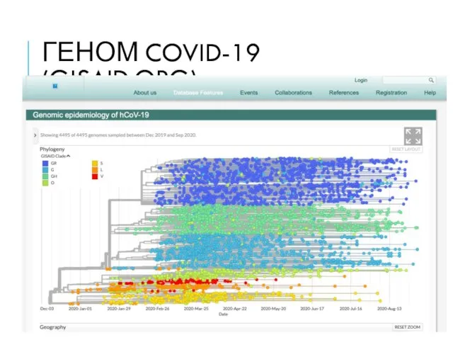 ГЕНОМ COVID-19 (GISAID.ORG)