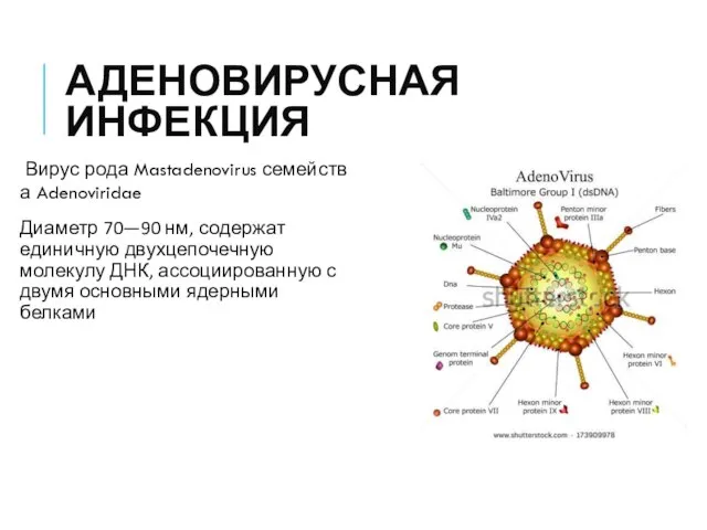 АДЕНОВИРУСНАЯ ИНФЕКЦИЯ Вирус рода Mastadenovirus семейства Adenoviridae Диаметр 70—90 нм, содержат