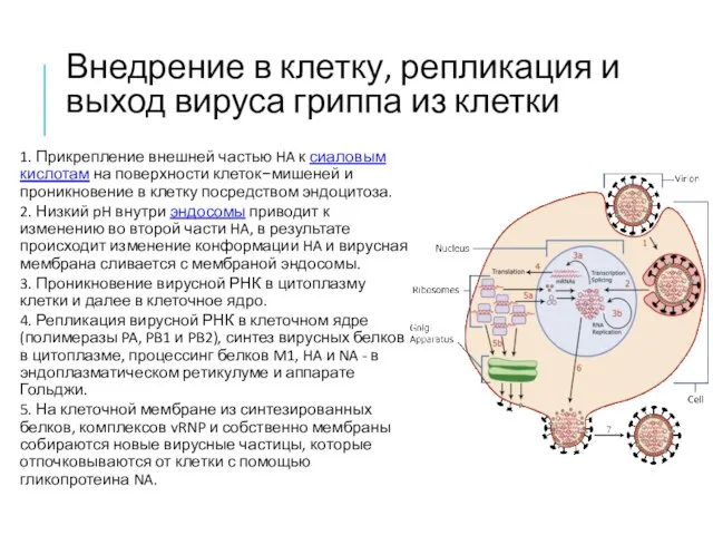 Внедрение в клетку, репликация и выход вируса гриппа из клетки 1.