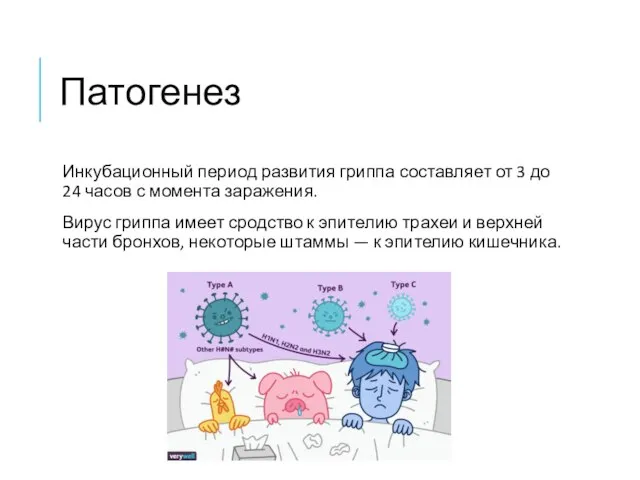 Патогенез Инкубационный период развития гриппа составляет от 3 до 24 часов