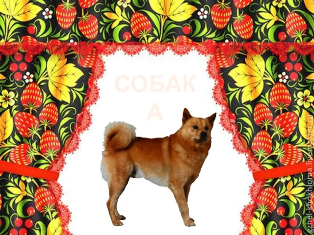 СОБАКА