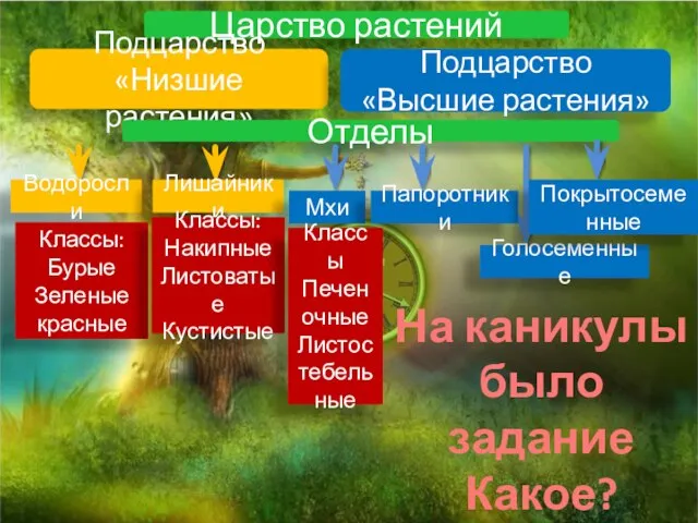 Царство растений Подцарство «Низшие растения» Подцарство «Высшие растения» Отделы Водоросли Лишайники