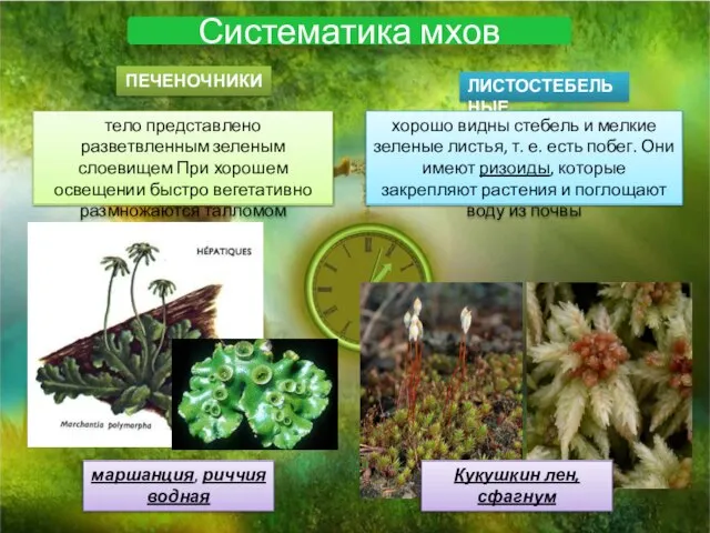 Систематика мхов ПЕЧЕНОЧНИКИ ЛИСТОСТЕБЕЛЬНЫЕ тело представлено разветвленным зеленым слоевищем При хорошем