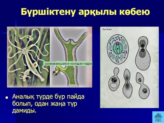 Бүршіктену арқылы көбею Аналық түрде бүр пайда болып, одан жаңа түр дамиды.