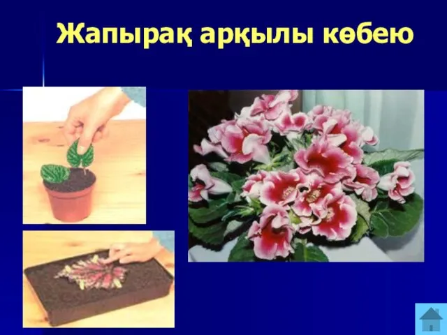 Жапырақ арқылы көбею