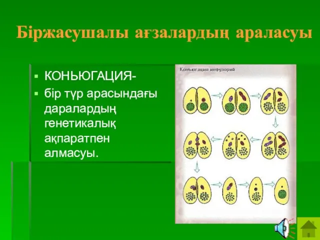 Біржасушалы ағзалардың араласуы КОНЬЮГАЦИЯ- бір түр арасындағы даралардың генетикалық ақпаратпен алмасуы.