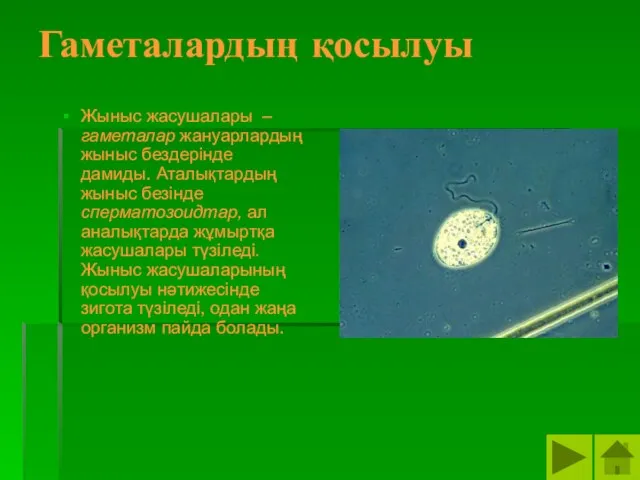 Гаметалардың қосылуы Жыныс жасушалары – гаметалар жануарлардың жыныс бездерінде дамиды. Аталықтардың