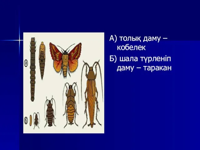 А) толық даму – кобелек Б) шала түрленіп даму – таракан