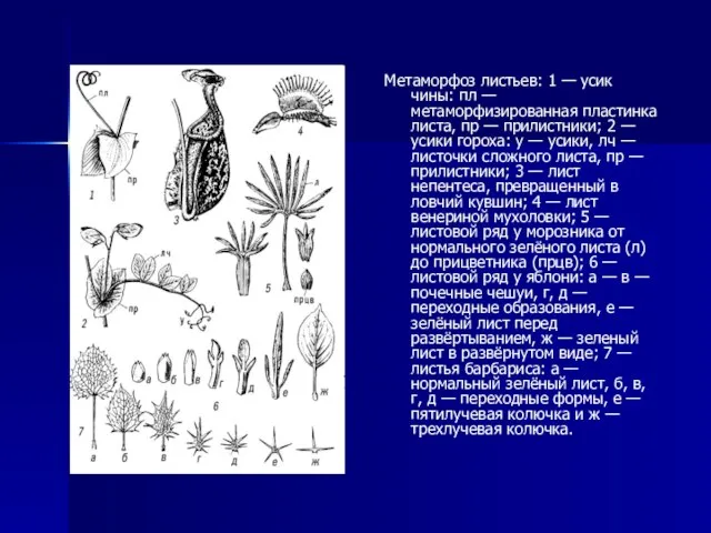 Метаморфоз листьев: 1 — усик чины: пл — метаморфизированная пластинка листа,