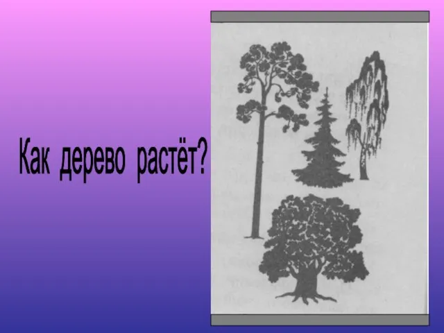 Как дерево растёт?