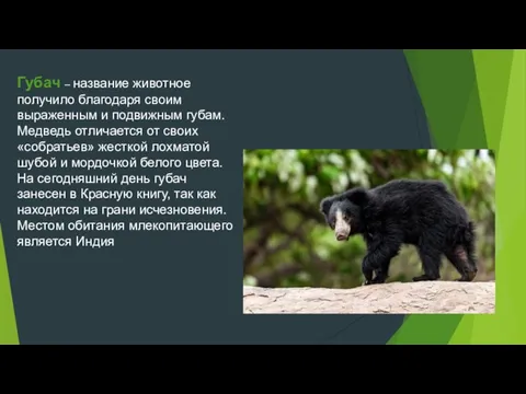 Губач – название животное получило благодаря своим выраженным и подвижным губам.