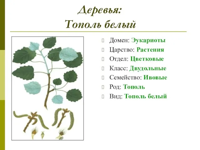 Деревья: Тополь белый Домен: Эукариоты Царство: Растения Отдел: Цветковые Класс: Двудольные