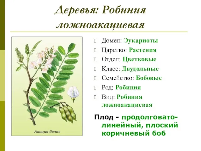 Деревья: Робиния ложноакациевая Домен: Эукариоты Царство: Растения Отдел: Цветковые Класс: Двудольные