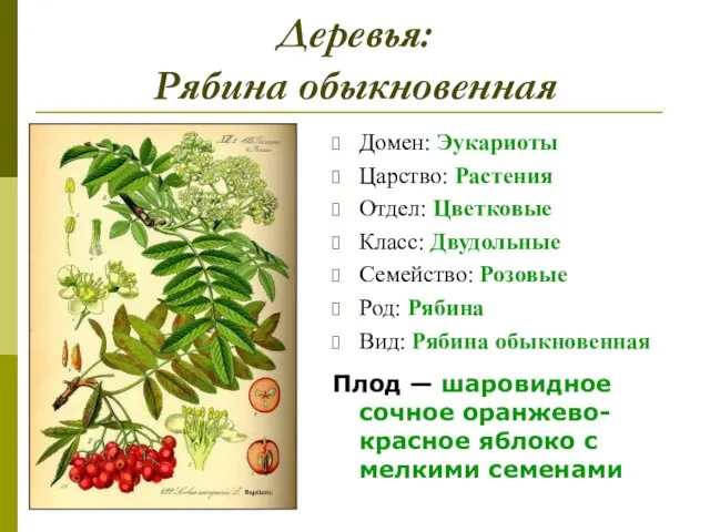 Деревья: Рябина обыкновенная Домен: Эукариоты Царство: Растения Отдел: Цветковые Класс: Двудольные