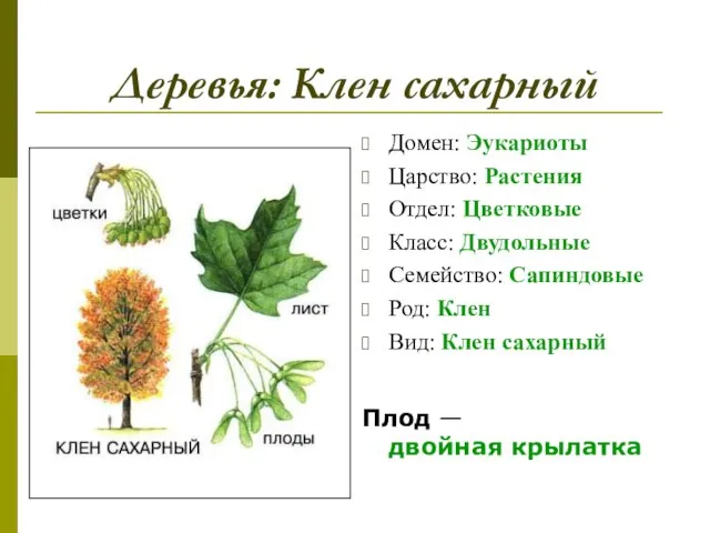 Деревья: Клен сахарный Домен: Эукариоты Царство: Растения Отдел: Цветковые Класс: Двудольные