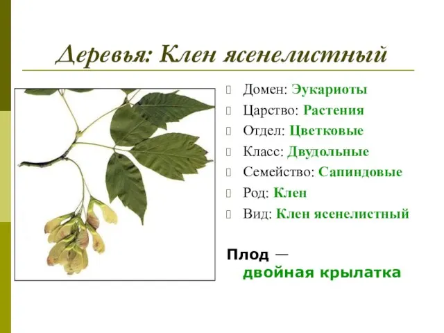 Деревья: Клен ясенелистный Домен: Эукариоты Царство: Растения Отдел: Цветковые Класс: Двудольные