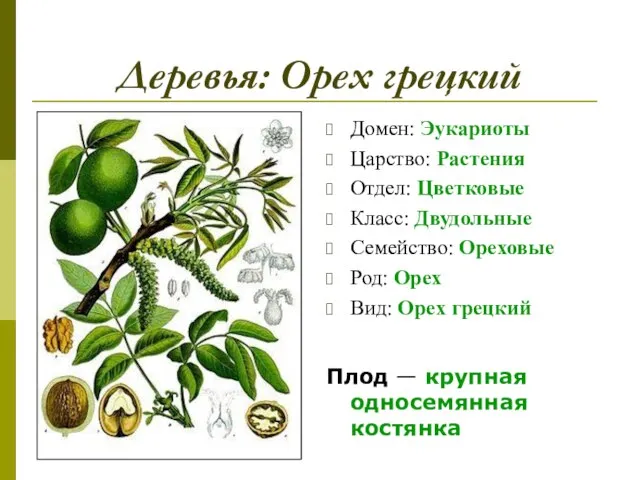 Деревья: Орех грецкий Домен: Эукариоты Царство: Растения Отдел: Цветковые Класс: Двудольные