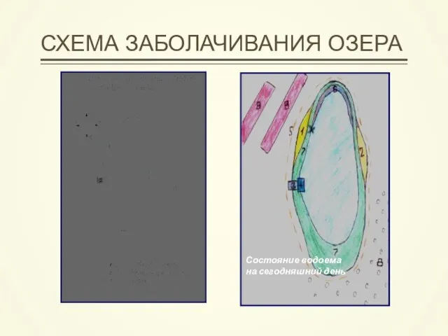 Состояние водоема на сегодняшний день СХЕМА ЗАБОЛАЧИВАНИЯ ОЗЕРА