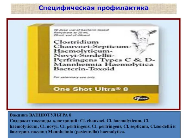 Специфическая профилактика Вакцина ВАНШОТУЛЬТРА 8 Содержит токсоиды клостридий: Cl. chauvoei, Cl.