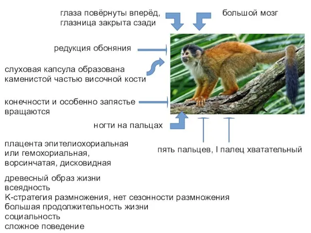 древесный образ жизни всеядность K-стратегия размножения, нет сезонности размножения большая продолжительность