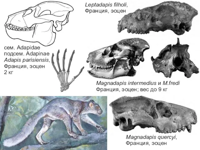 Leptadapis filholi, Франция, эоцен di Magnadapis quercyi, Франция, эоцен сем. Adapidae