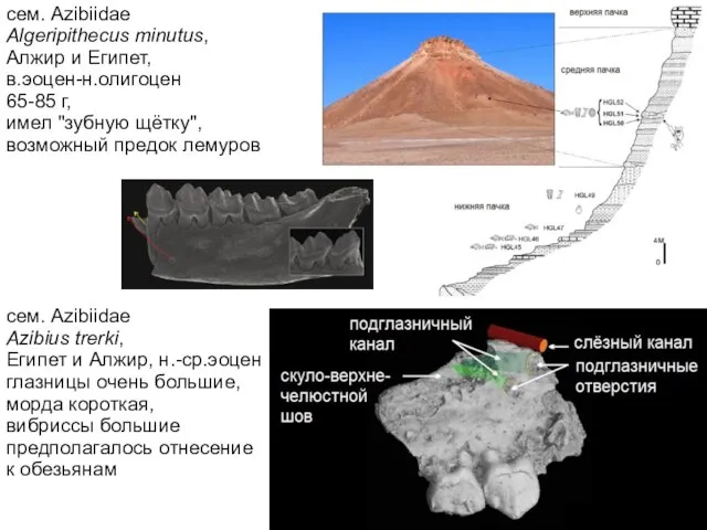 сем. Azibiidae Azibius trerki, Египет и Алжир, н.-ср.эоцен глазницы очень большие,